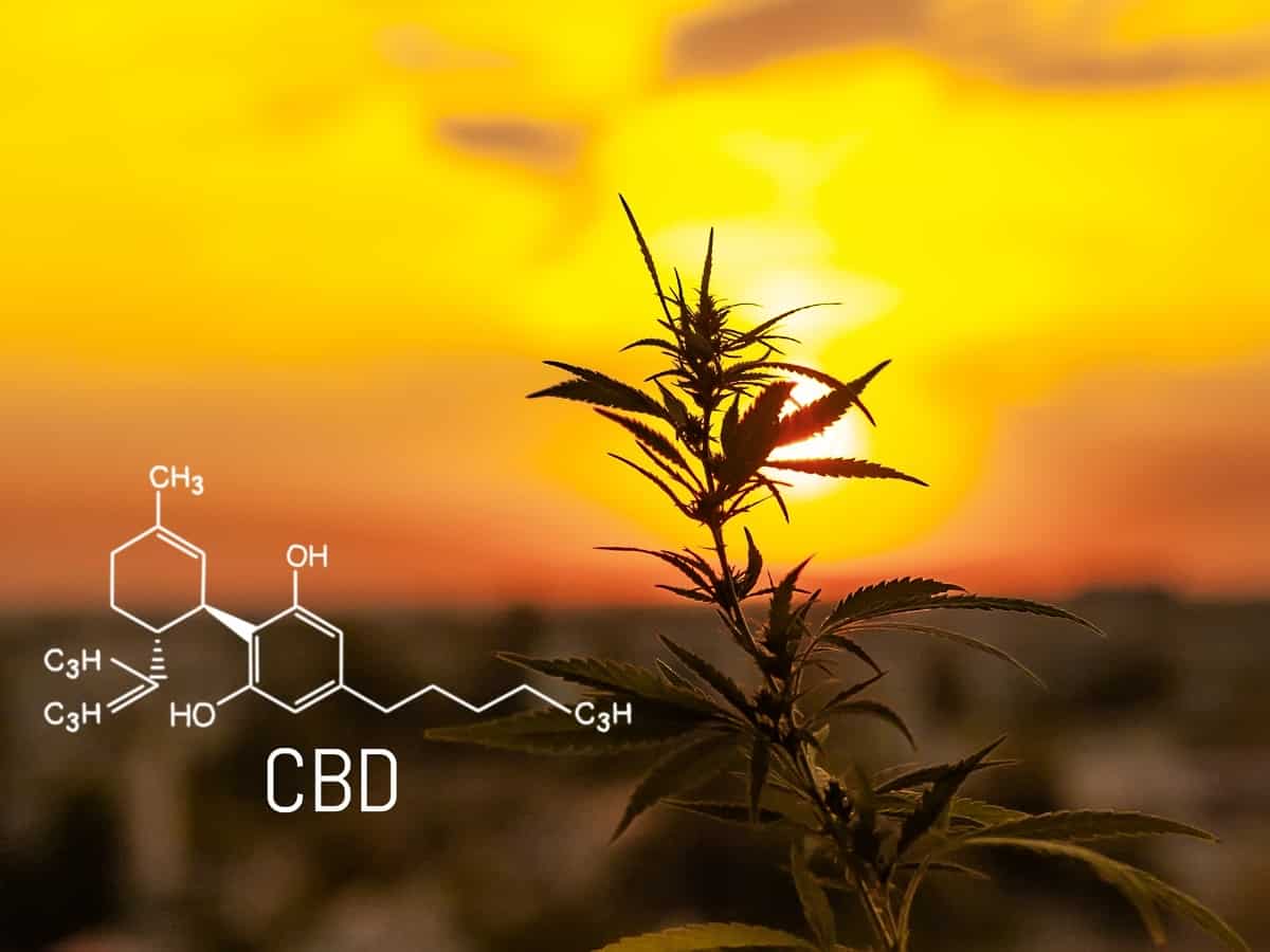 CBD and the endocannabinoid system cannabis plant cbd molecule