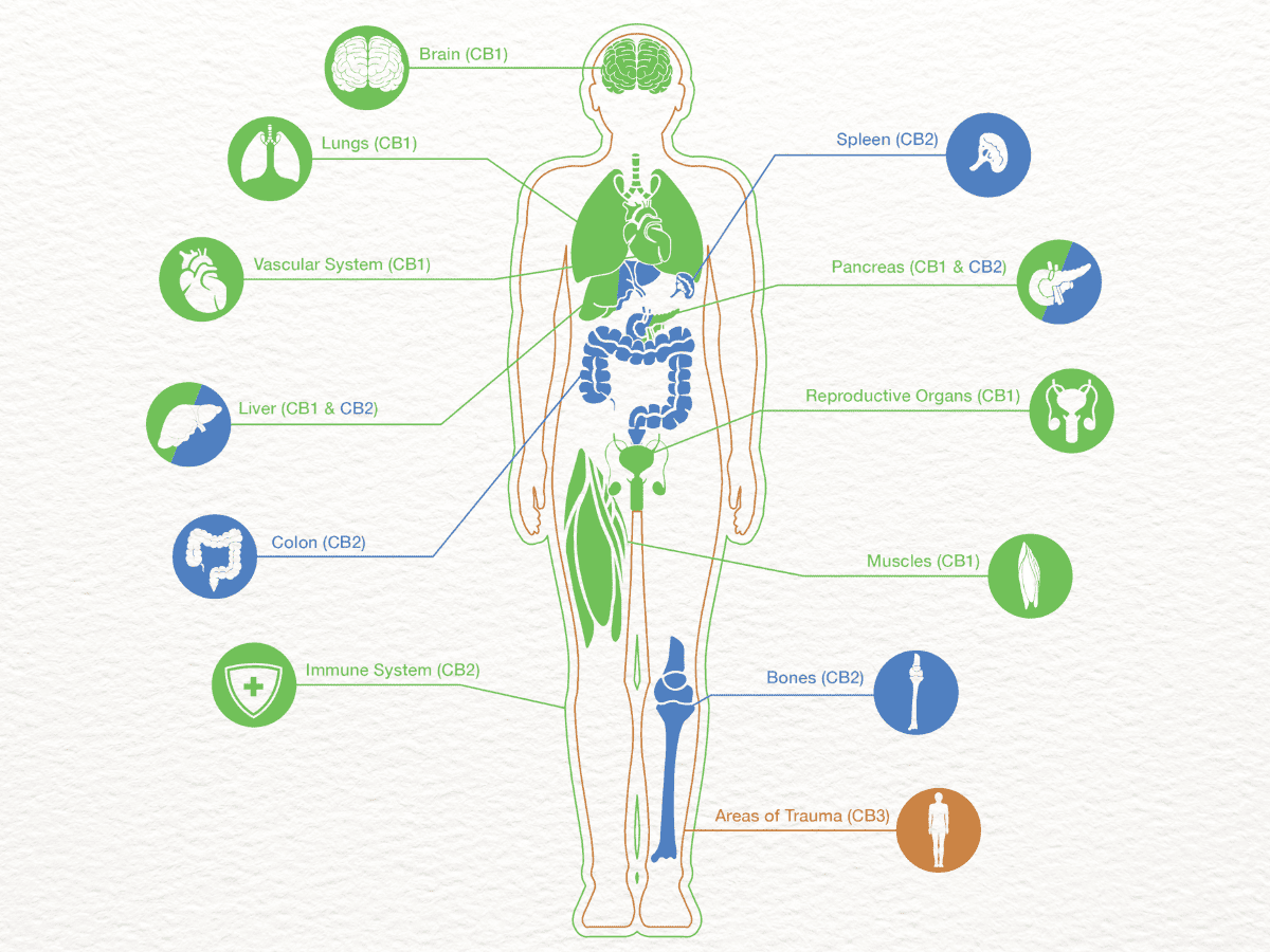 Full body diagram showing location of cannabinoid receptors in body