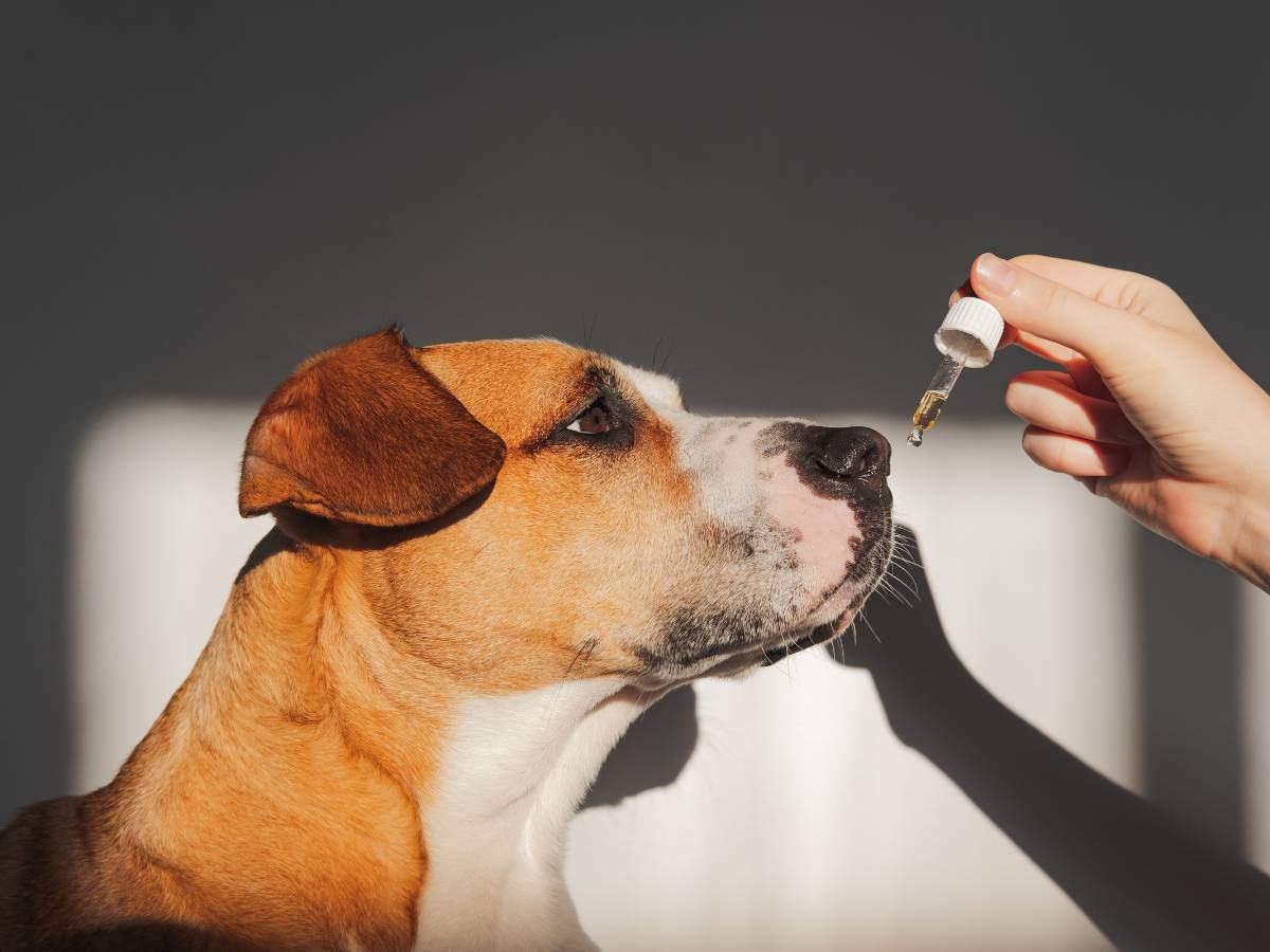 Administering CBD oil to a brown dog with an arm shadow