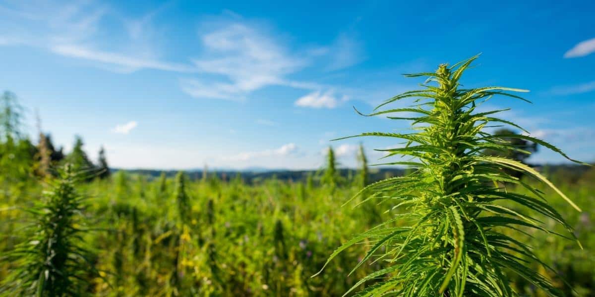 CBD FAQs hemp field