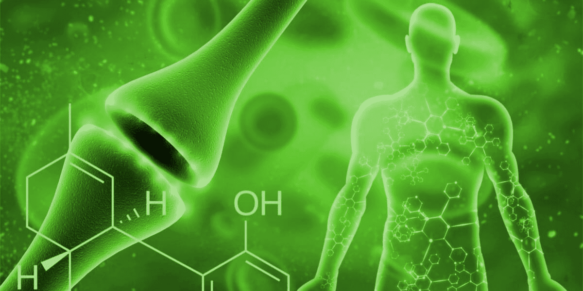 CBD and the endocannabinoid system blog cover