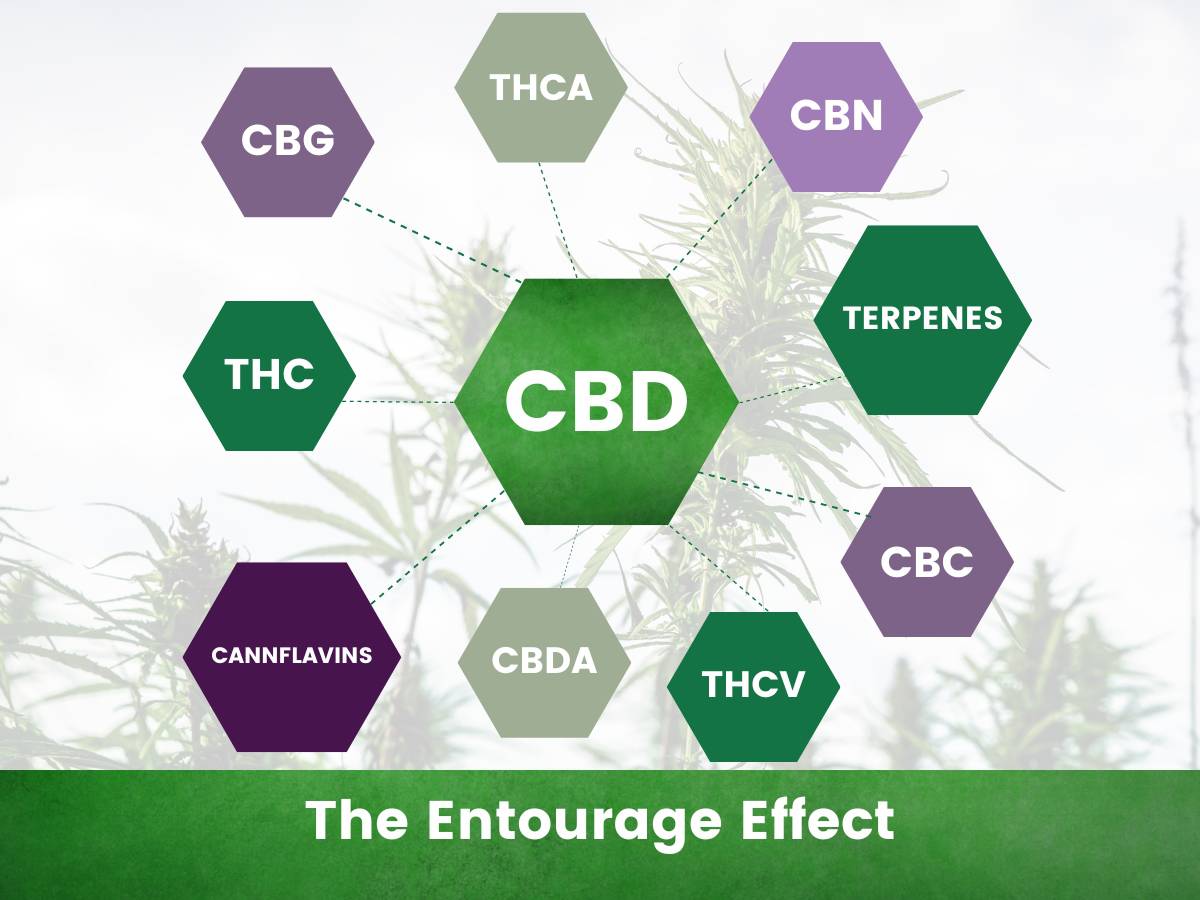 Diagram showing the constituents of the hemp plant that lead to the entourage effect CBD, terpenes, THC, cannflavins, CBC, CBN, CBG in green  and purple with hemp field background white overlay