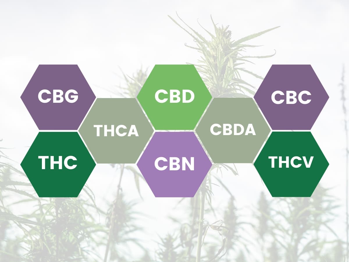 A cannabinoid table in green grey and pueple including CBD CBC THCV etc with a hemp field background and white opaque overlay