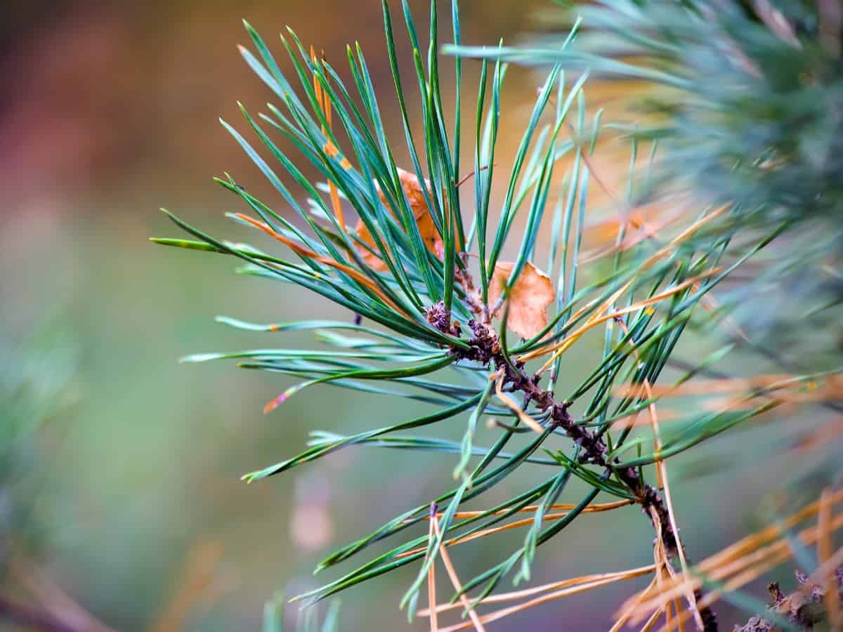 Pine Needles containing cbd terpenes alpha pinene