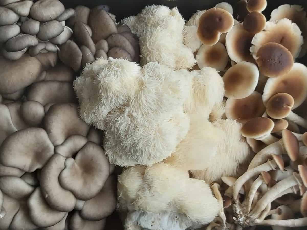 SporeShore Fresh Mushrooms