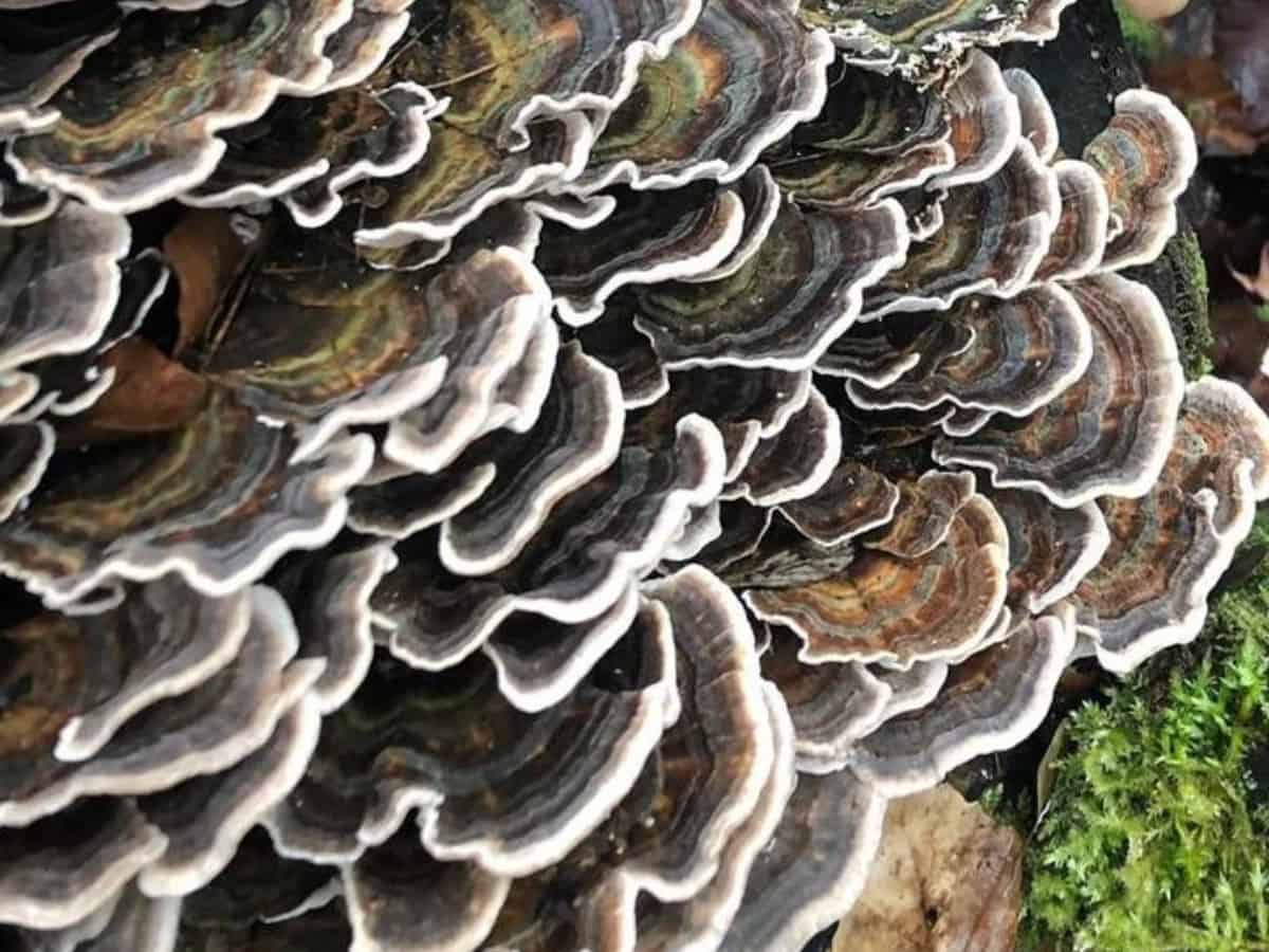 SporeShore Turkey Tail Mushroom