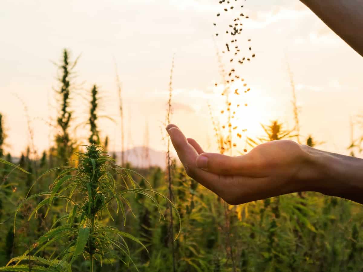 bottle of CBD oil open with dropper on top of bottle in front of a cannabis field at sunset