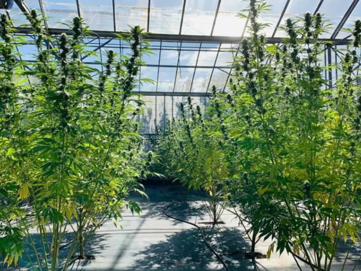 cbd hemp being grown indoors by cbd brothers