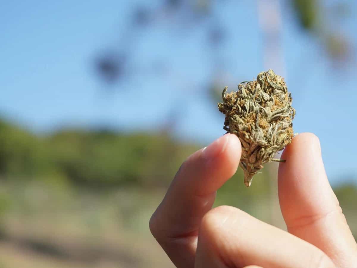 a hand holding cbd flower against a a blue sky and greenery blurred in the background
