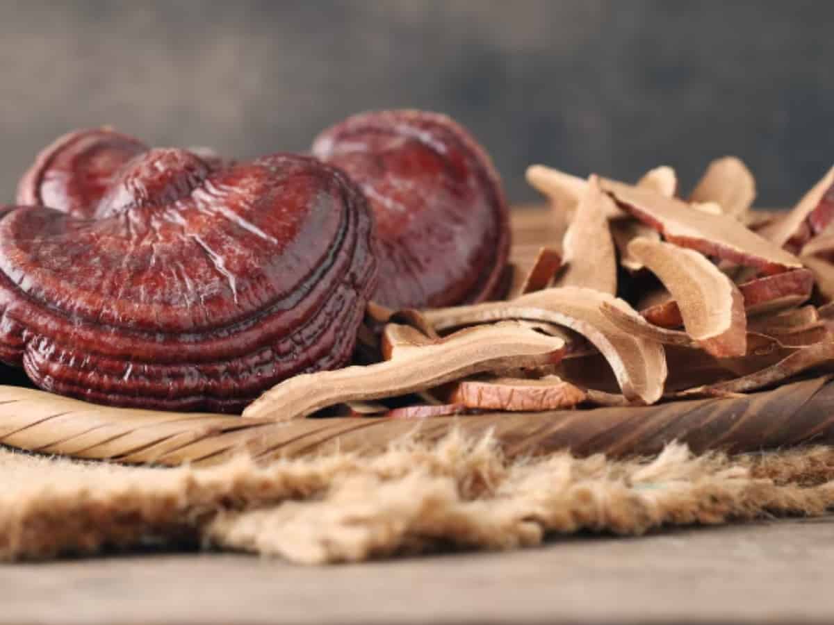 fresh and dried reishi mushrooms on a table