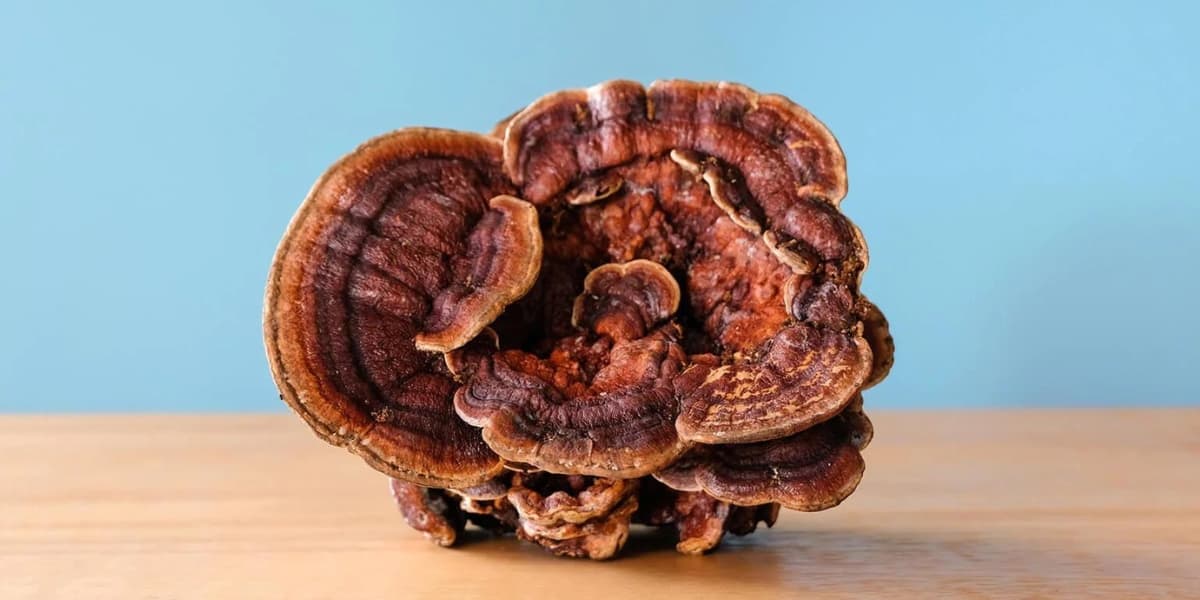 one reishi mushroom on a table against a blue background