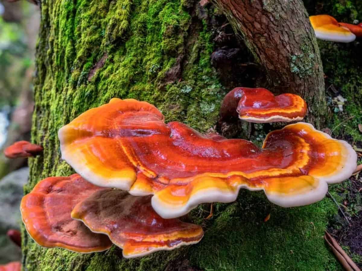 fresh reishi mushrooms growing on the side of a tree