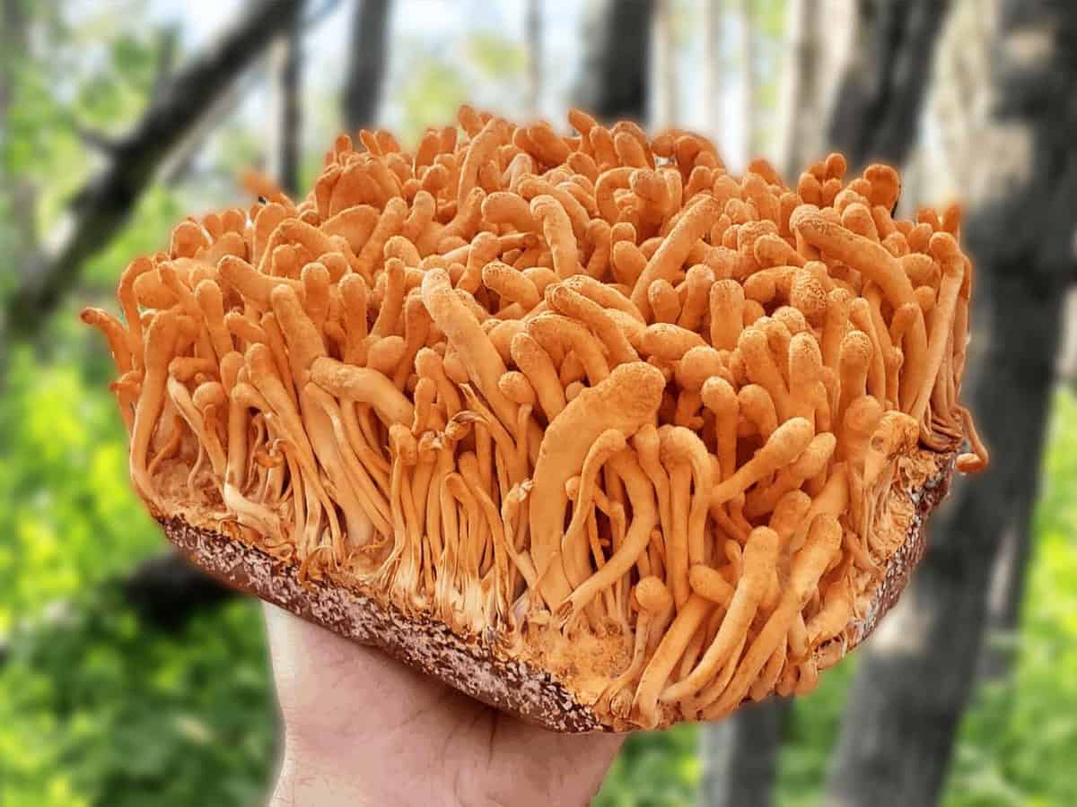 cordyceps mushrooms growing on a tree in nature